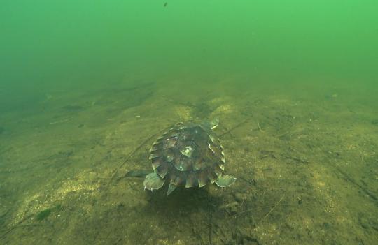 Bellinger River Snapping Turtle