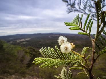 Narrabarba Wattle