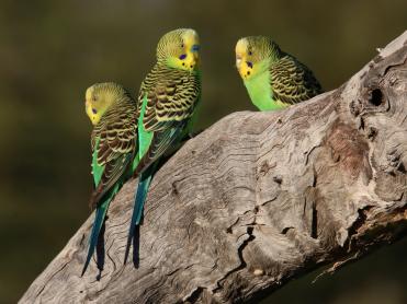 Budgerigars, Narriearra Caryapundy Swamp National Park_Courtney DaviesDPIE.jpg