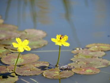 Wavy Marshwort