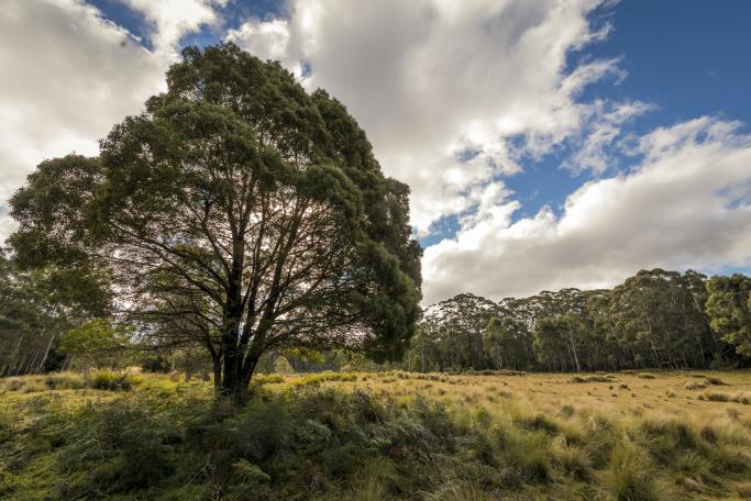 Grassland near Nunnock swamp